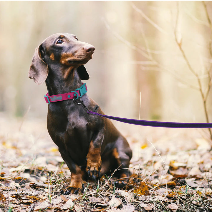 1.5M Dog Training Leash