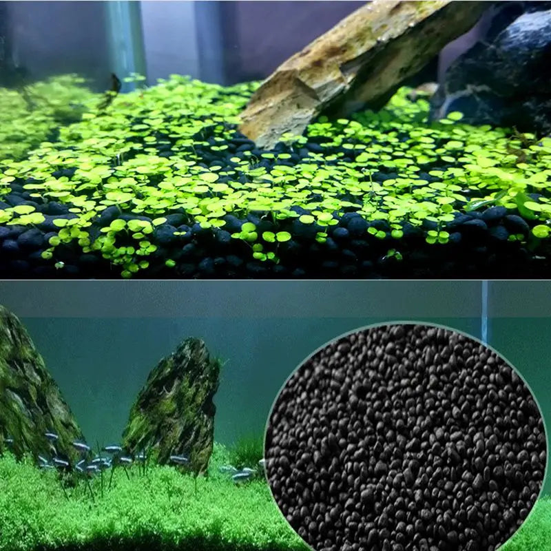 100g Anubias Aquarium Plant Seeds