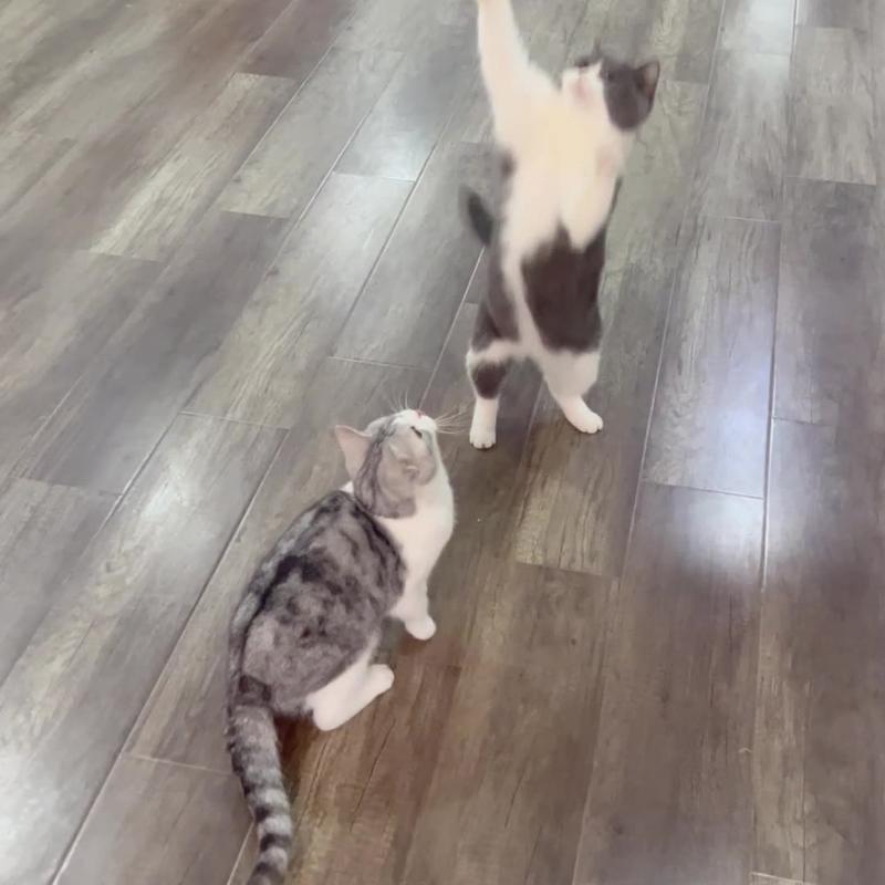 Parrot Cat Teaser Toy