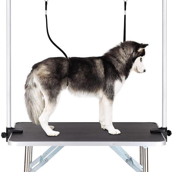 Dog standing on a grooming table