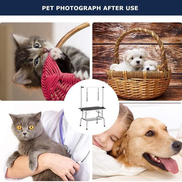Pets Photography