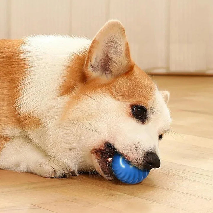 A Dog Chew The Ball