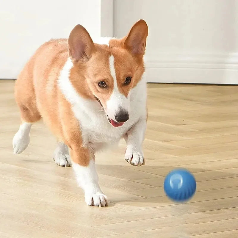 A Dog Play With Ball