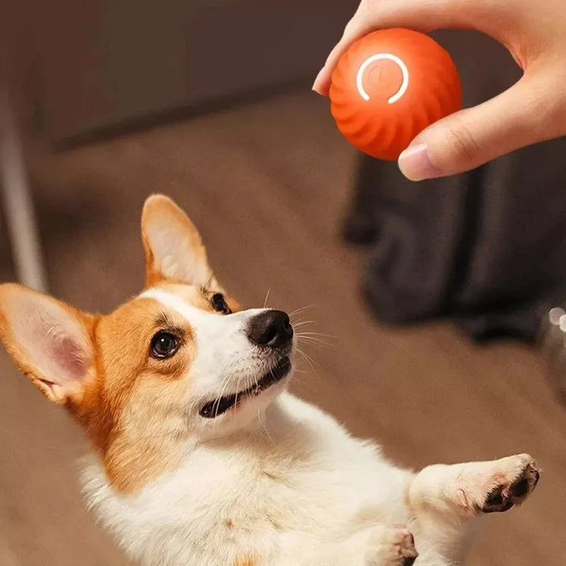 A Dog Play With The Ball 