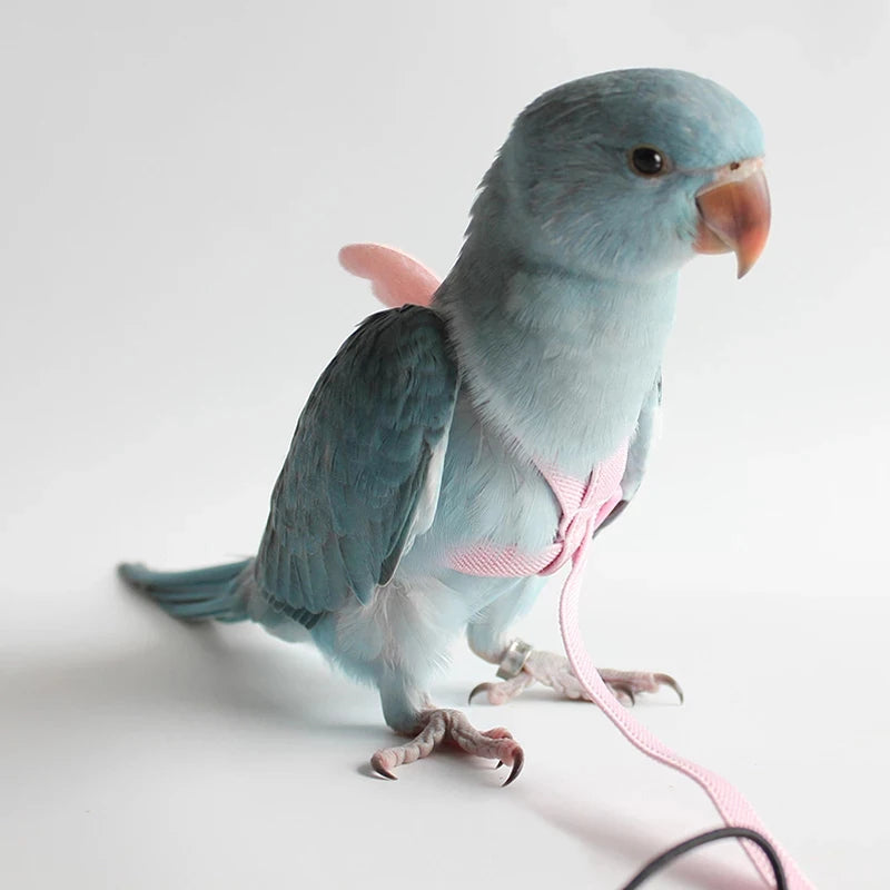 A Pink Colour Parrot Harness Leash Suit