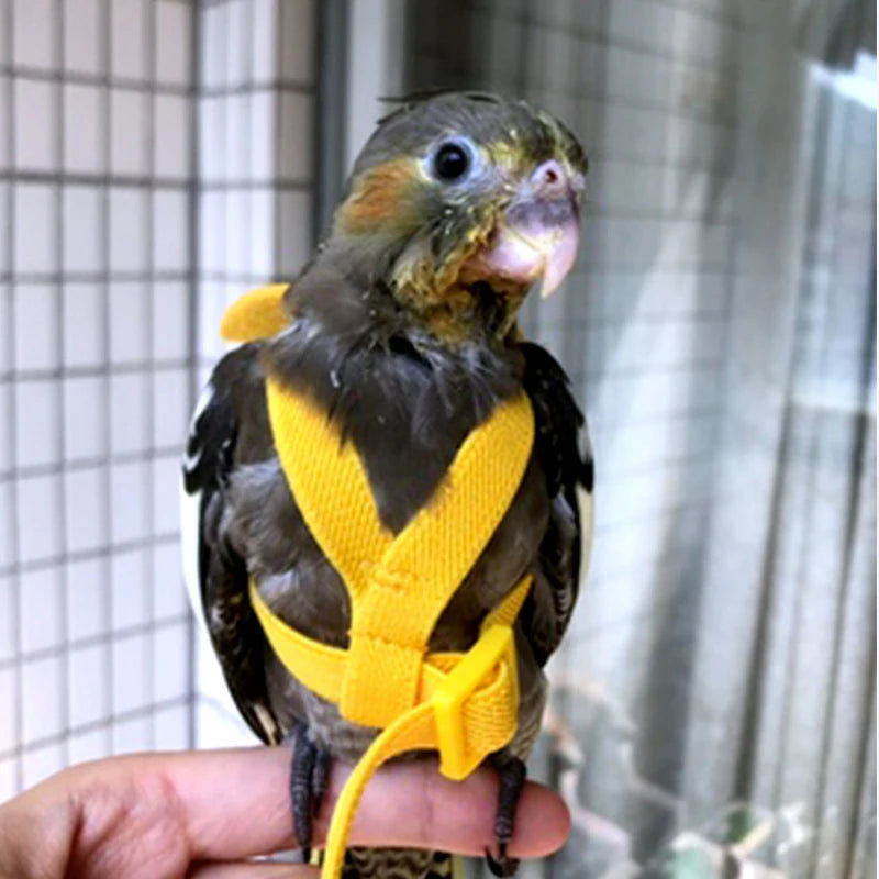 A Yellow Colour Parrot Harness Leash Suit