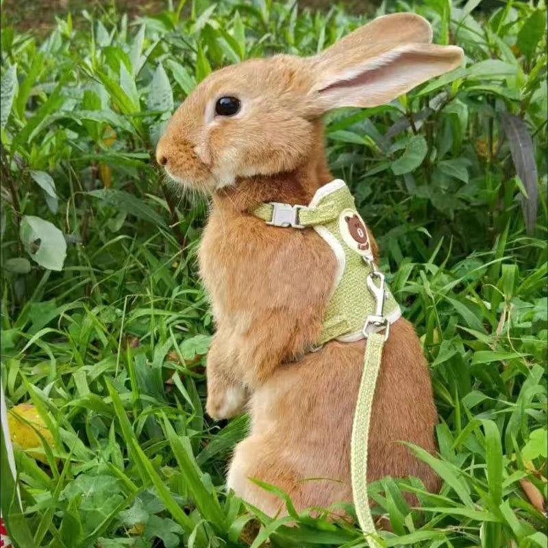 Adjustable Rabbit Harness & Leash