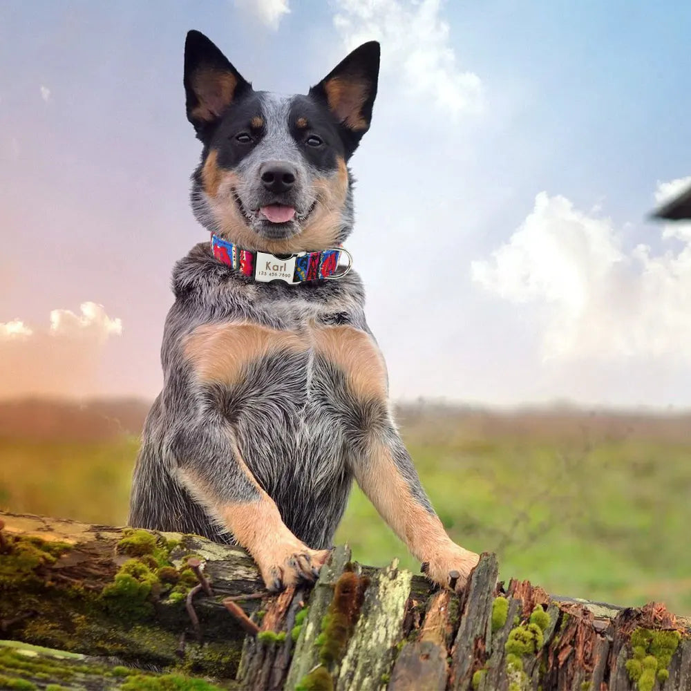 Anti-Lost Personalized Nylon Collar