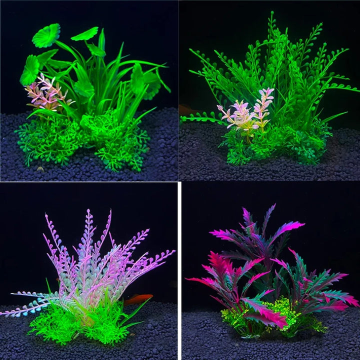 Aquarium plant for aquascaping projects.