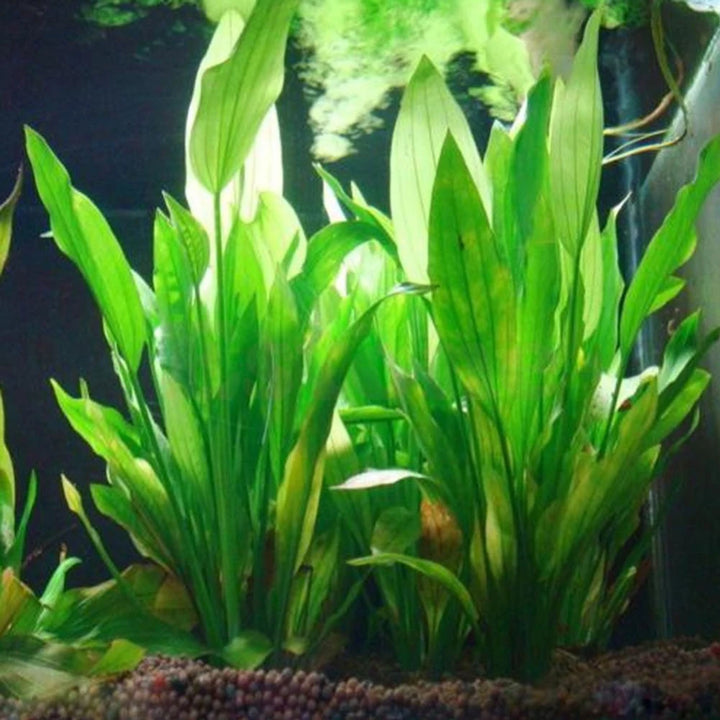 Artificial aquatic plant for aquarium