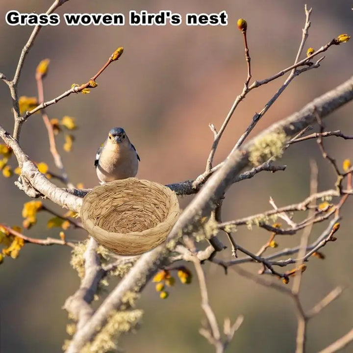 Bird Hatch House Shelter