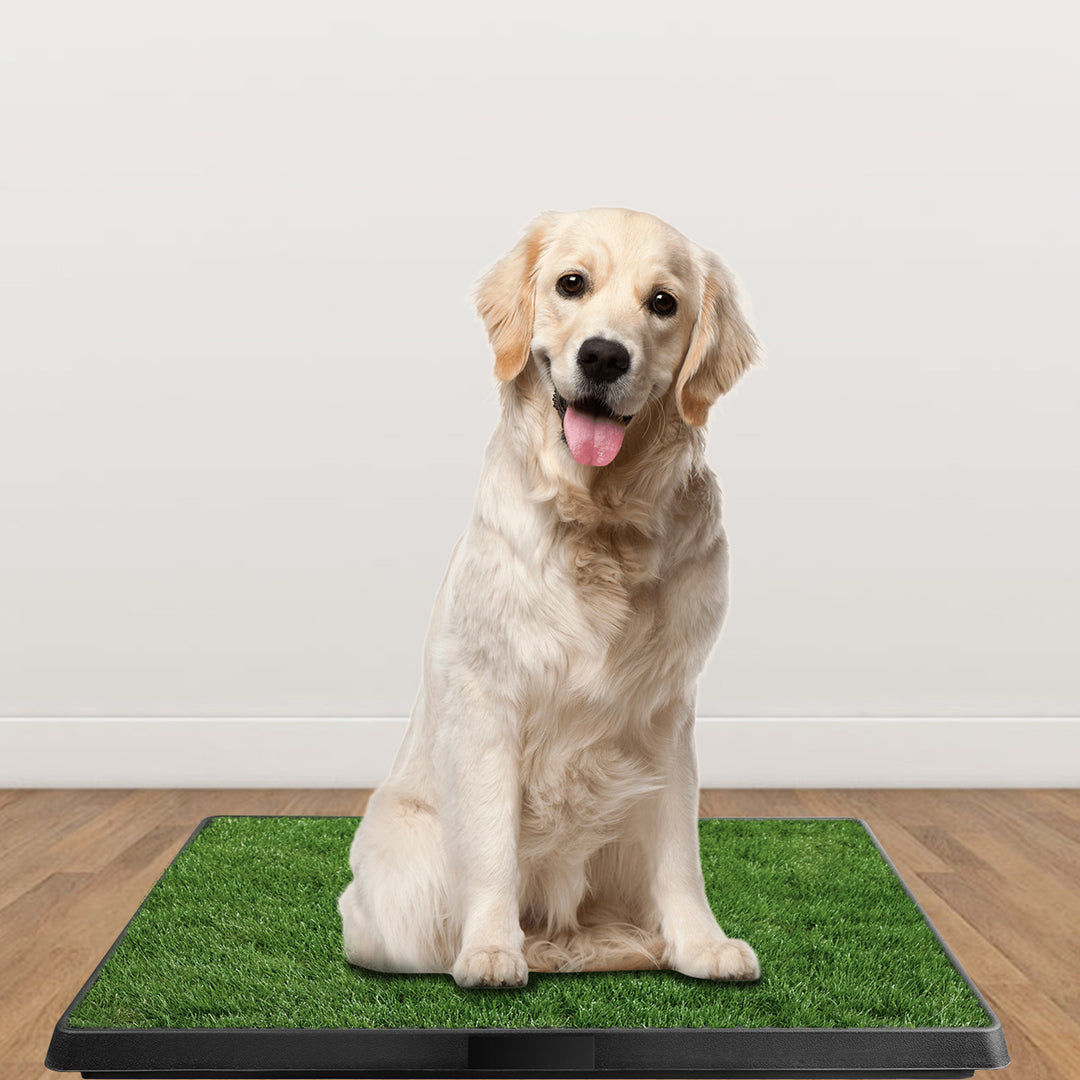 Cat and dog turf trainer