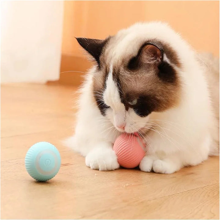 Cat look At the Ball 