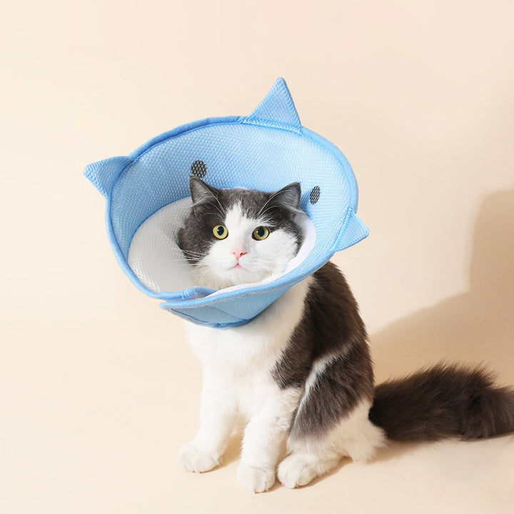Cat wearing a blue cone shaped pet collar