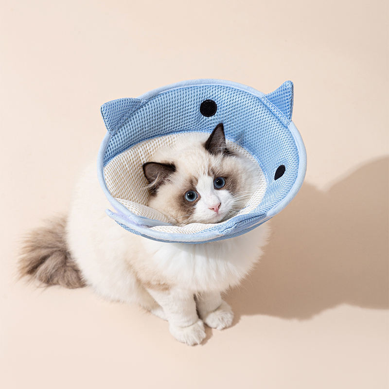 Cat wearing a blue cone shaped pet recovery collar 