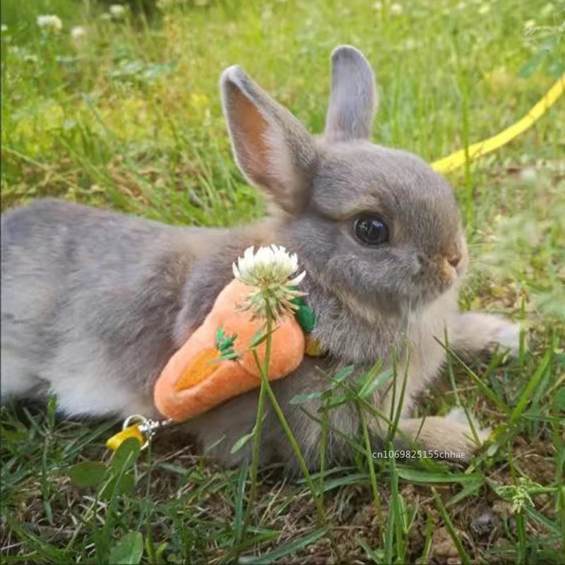 Chinchilla Walking Accessories with Leash
