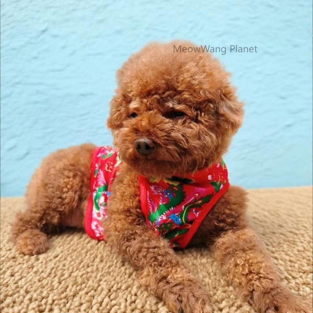 Chinese inspired floral pet clothing