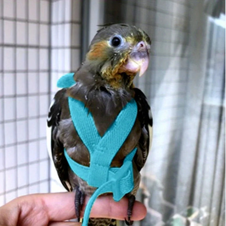 Cockatiel Training Harness Set