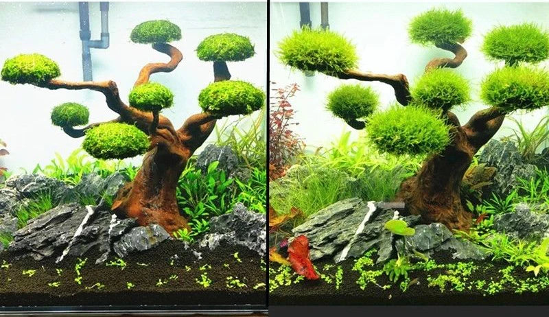 DIY aquarium moss tree trunk
