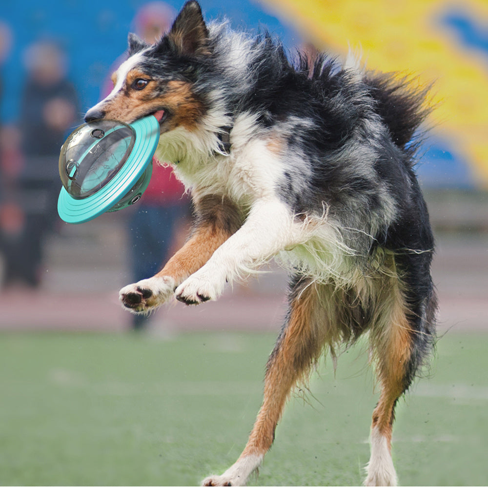 Dog in mid air with a blue frisbee in its mouth