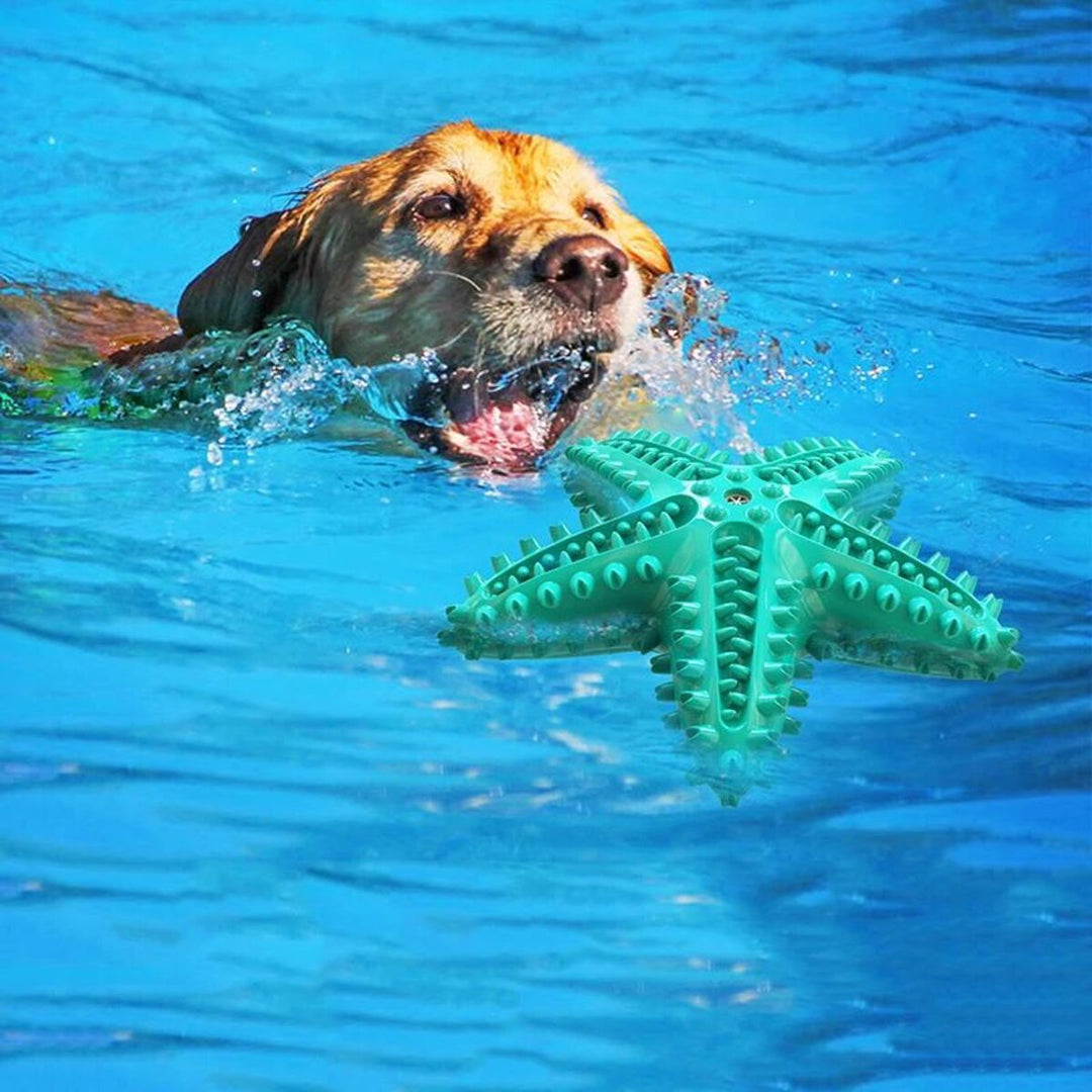 Dog swimming in water with a green starfish shaped toy