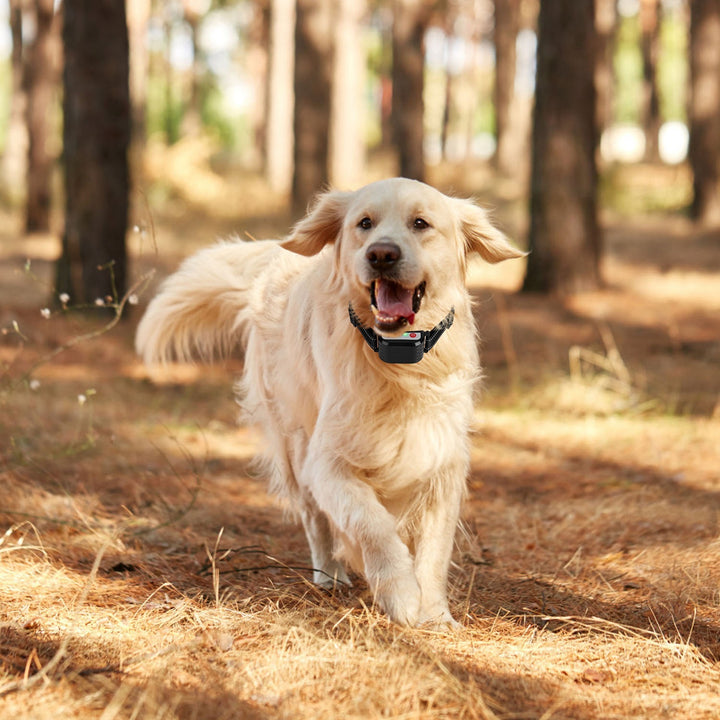 Dog training collar with remote