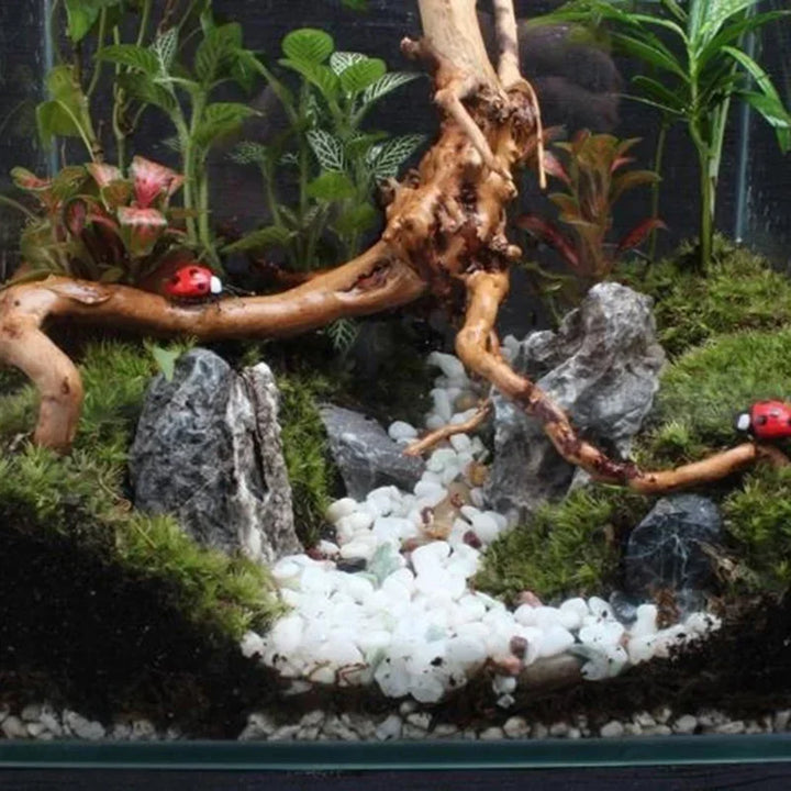 Driftwood roots for fish tanks