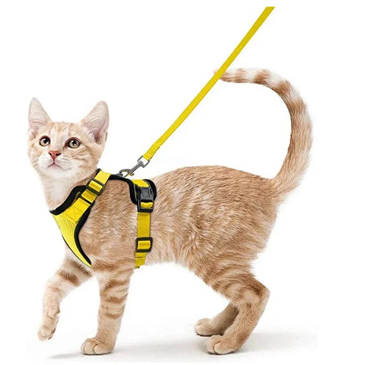 Escape-Resistant Cat Gear