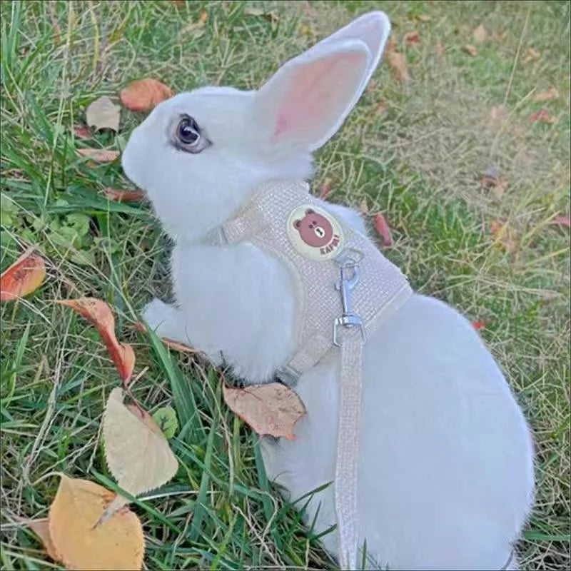 Fashionable Bunny Walking Outfit