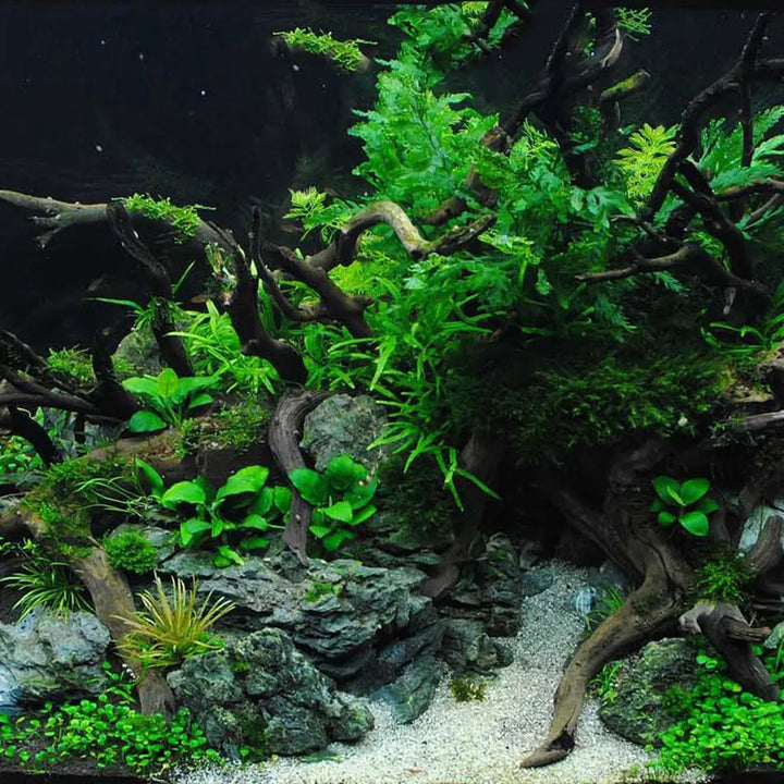 Fish Tank Natural Driftwood Tree