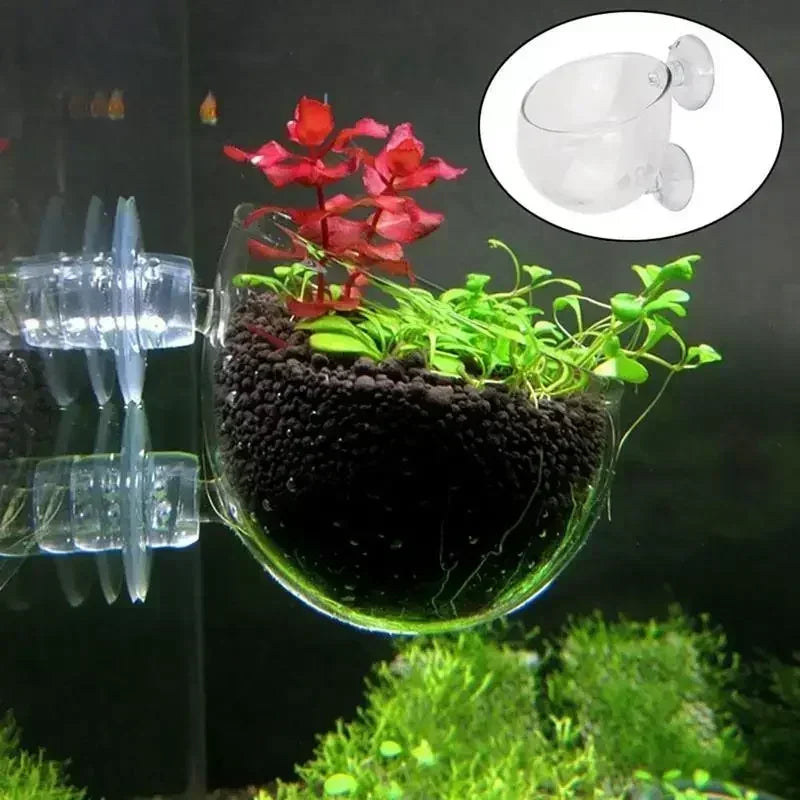 Fish Waterweed Nursery Pot