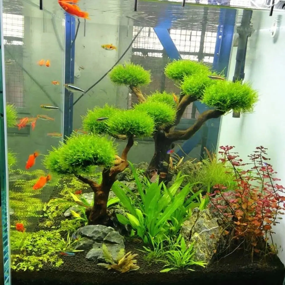 Fish tank landscaping moss tree trunk
