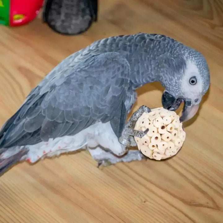 Foraging Ball for Parakeets