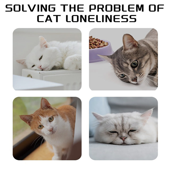 Four cats in different poses