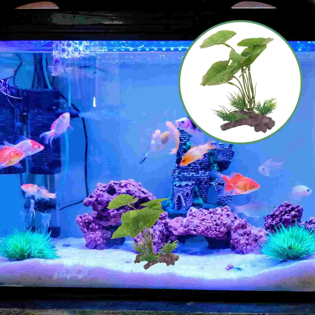 Freshwater Plant for Betta Fish Tank