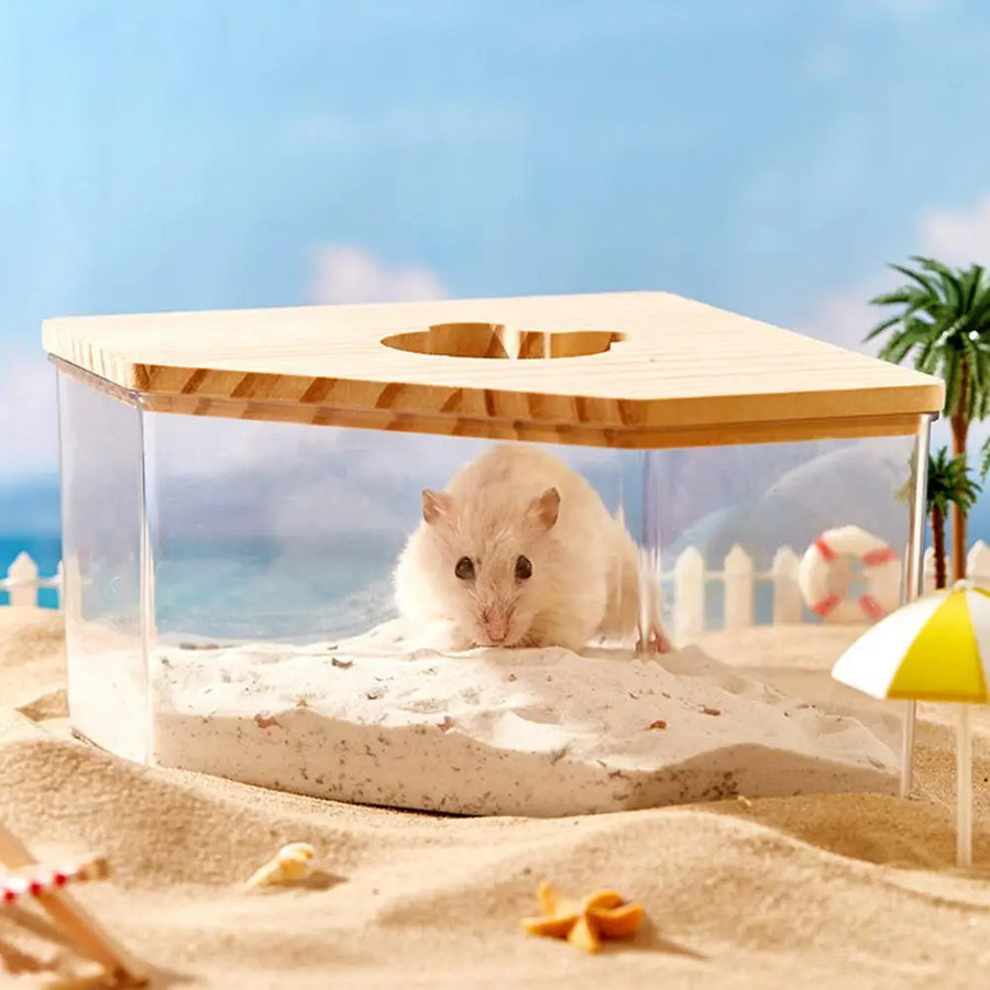 Hamster golden bear sand bath