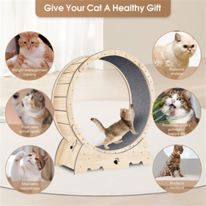 Indoor cat wheel for exercise