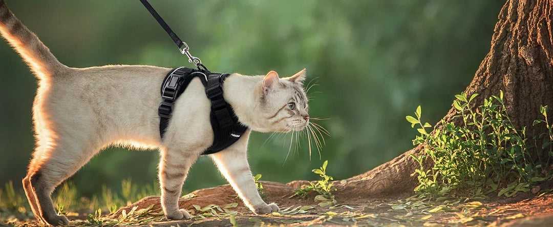 Lightweight Cat Walking Vest