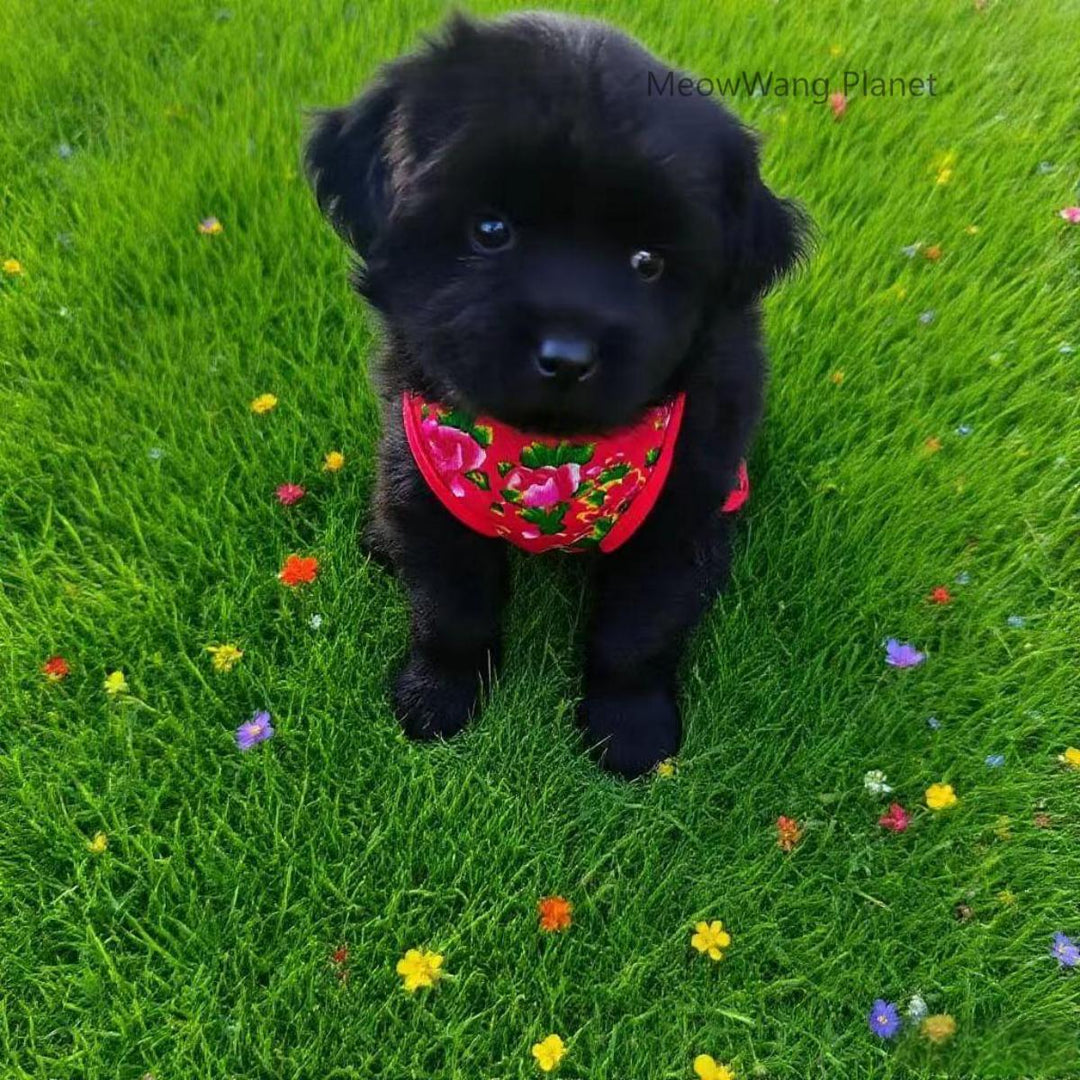 Lightweight floral pet outfit for dogs