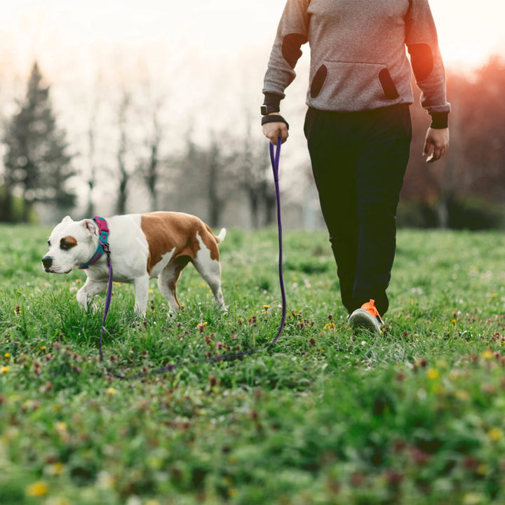 Long Medium Small Dog Leash