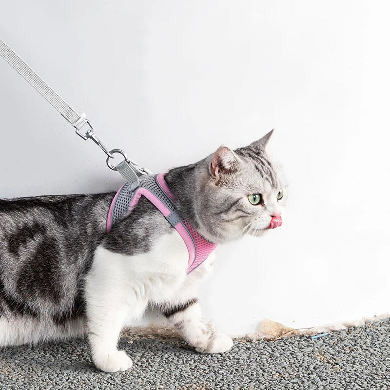 Outdoor Cat Walking Harness