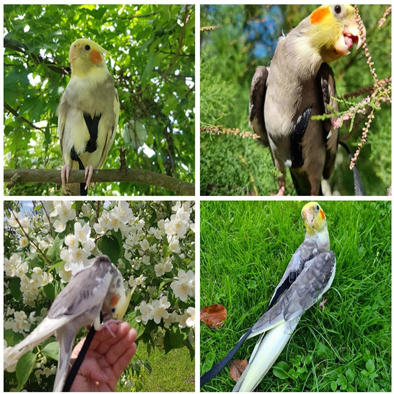 Parrot Flying Leash with Harness