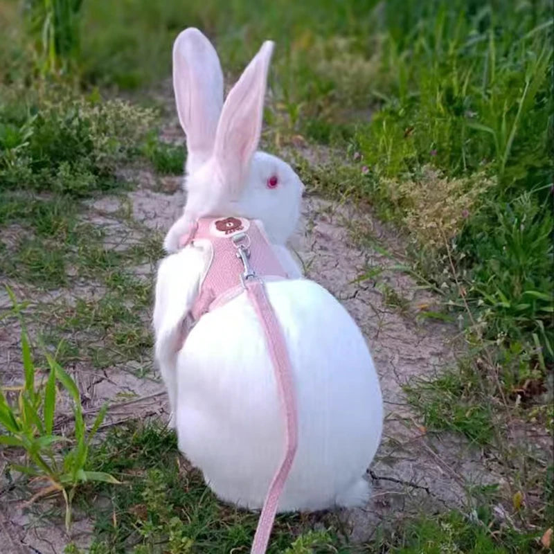 Safe Bunny Leash for Daily Walks