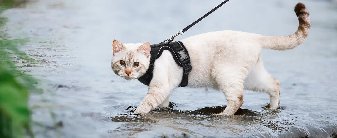 Safe & Secure Cat Leash Set