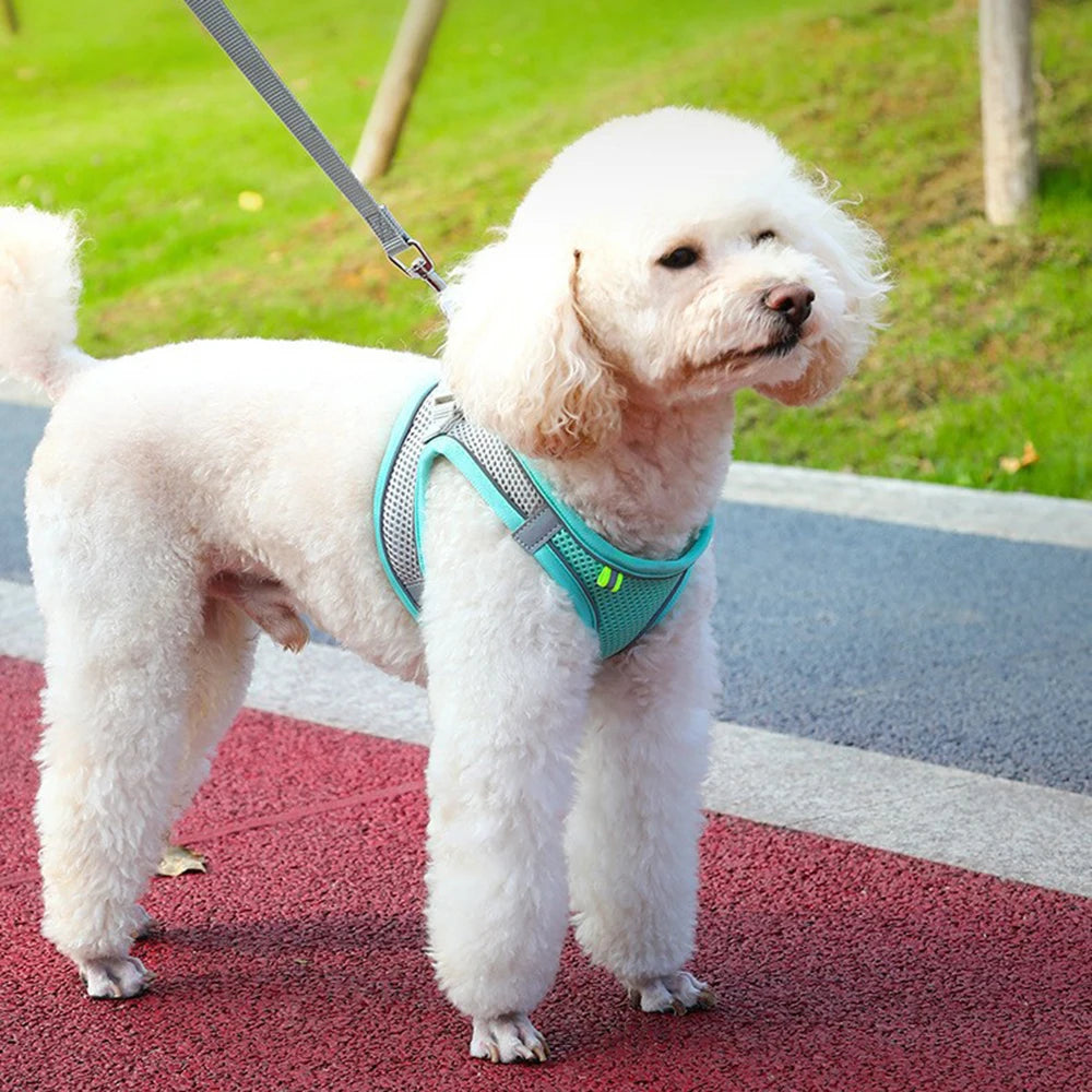 Secure Dog Lead & Leash