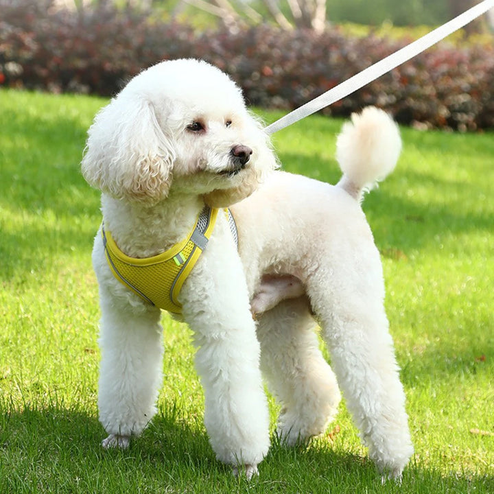 Small Pet Outdoor Harness