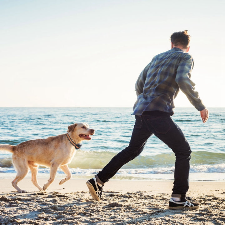 Smart Dog Tracking Collar