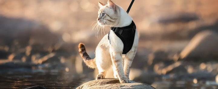 Soft Padded Cat Harness