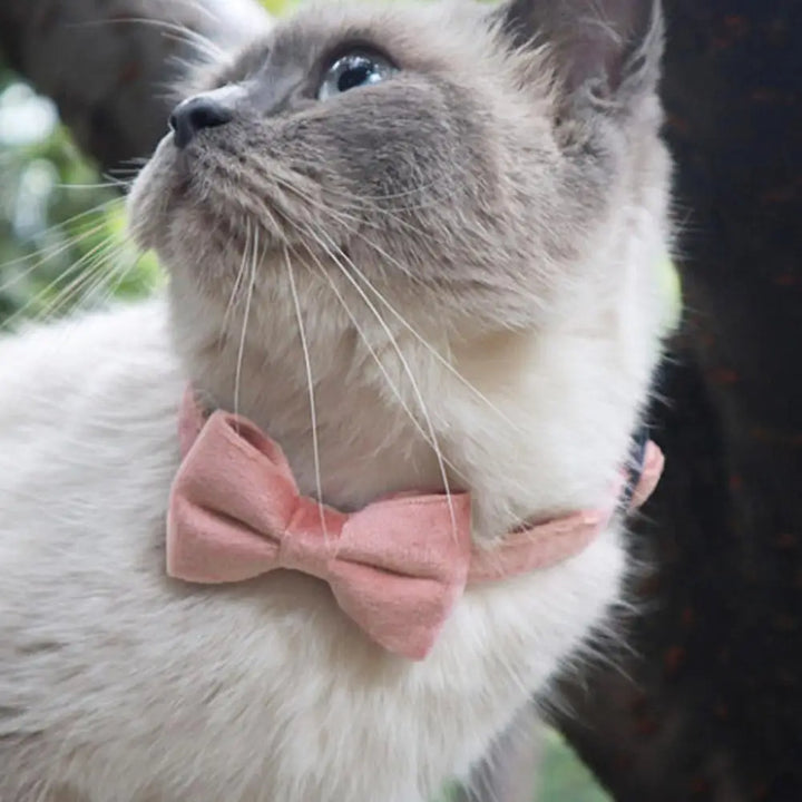 Suede Bowknot Collar for Small Pets
