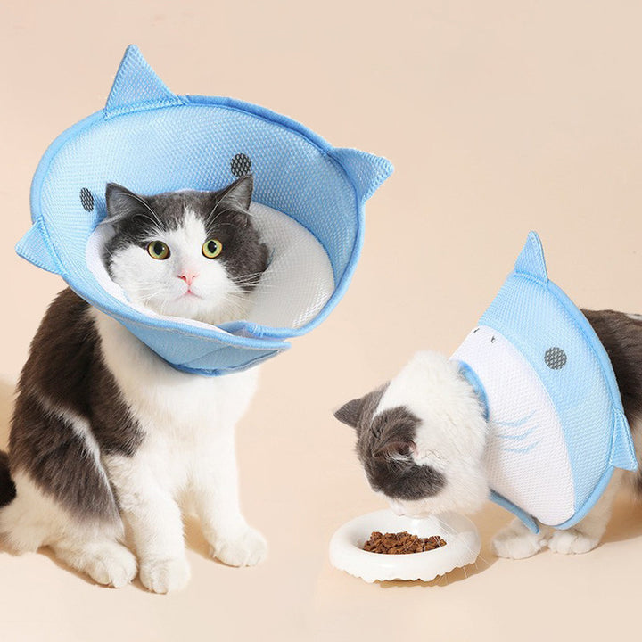 Two cats wearing blue shark shaped cone collars 